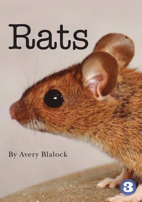 bokomslag Rats