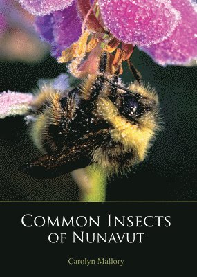 Common Insects of Nunavut