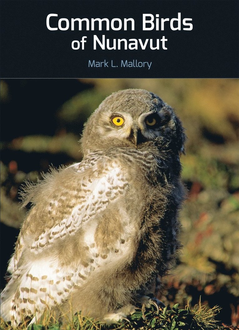 Common Birds of Nunavut