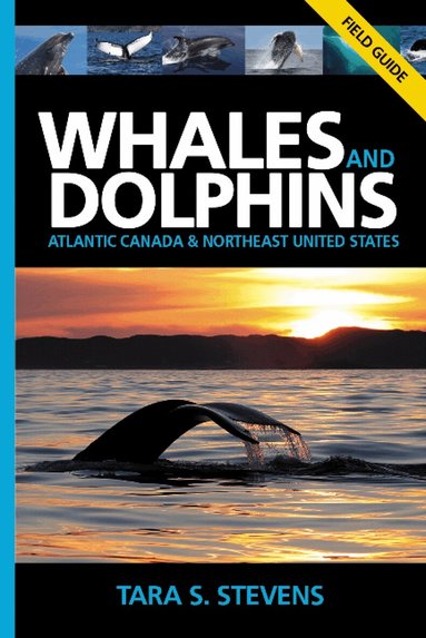 Tara Stevens - Whales & Dolphins of Atlantic Canada & Northeast United States, Häftad