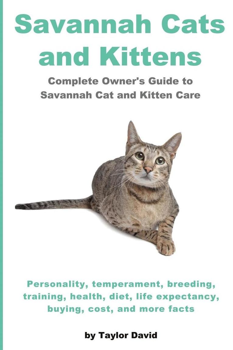 Savannah Cats and Kittens 1