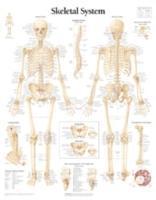 bokomslag Skeletal System, Paper Chart
