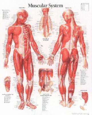 Muscular System, Male, Paper Chart 1