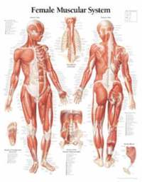 bokomslag Muscular System Female Chart