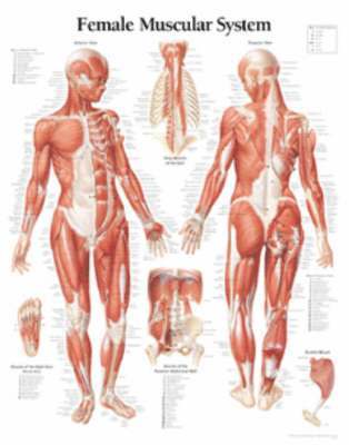 Muscular System Female Chart 1