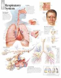 bokomslag Respiratory System, Laminated Chart