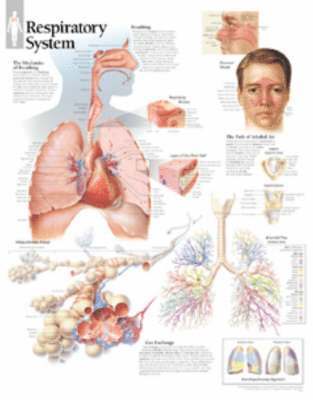 Respiratory System Laminated Poster 1