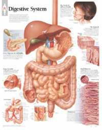 bokomslag Digestive System, Laminated Chart