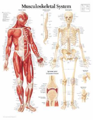 bokomslag Musculoskeletal, Laminated Chart