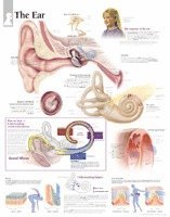 bokomslag The Ear, Laminated Chart