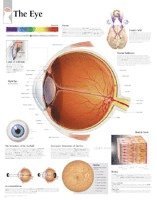 bokomslag The Eye, Laminated Chart