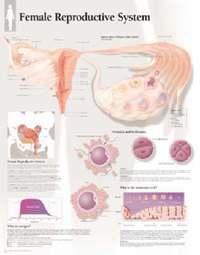 bokomslag Female Reproductive System