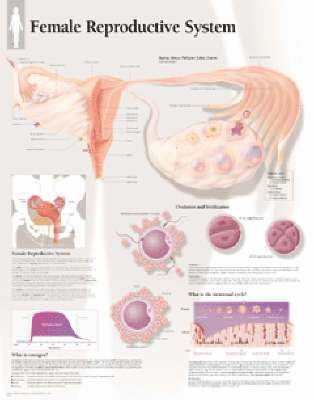 Female Reproductive System, Laminated Chart 1