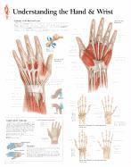 bokomslag Understanding the Hand & Wrist Chart