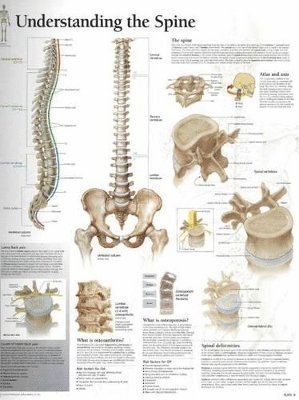 bokomslag Understanding the Spine Chart