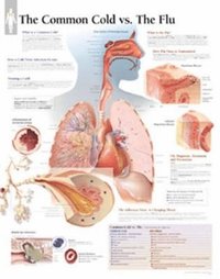 bokomslag Common Cold Vs Flu