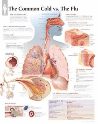 bokomslag Common Cold Vs Flu