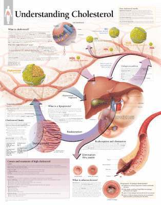 bokomslag Understanding Cholesterol