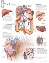 bokomslag The Liver Chart