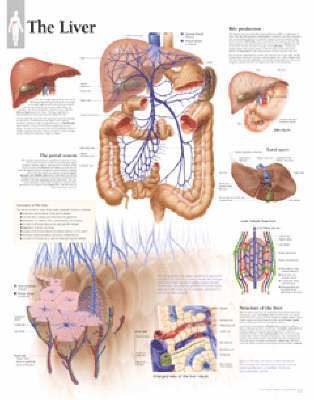 The Liver Chart 1