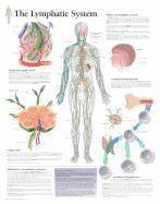 bokomslag The Lymphatic System Chart