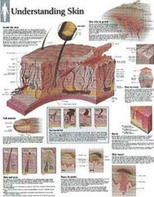 bokomslag Understanding Skin Chart