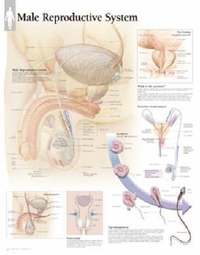 bokomslag Male Reproductive System