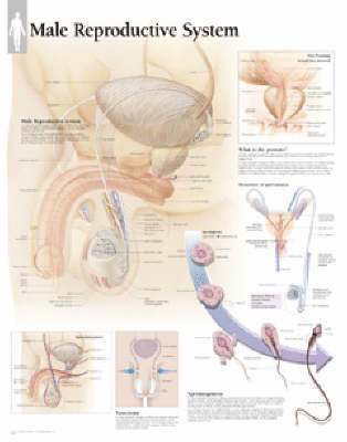 bokomslag Male Reproductive System