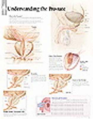 bokomslag Understanding The Prostate