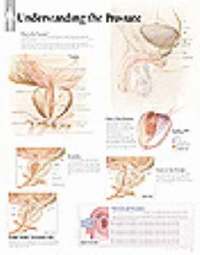 bokomslag Understanding The Prostate