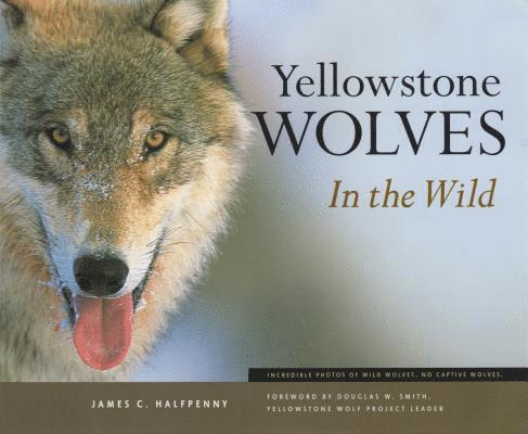 Yellowstone Wolves in the Wild 1