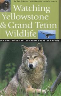 bokomslag Watching Yellowstone And Grand Teton Wildlife