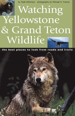 Watching Yellowstone And Grand Teton Wildlife 1