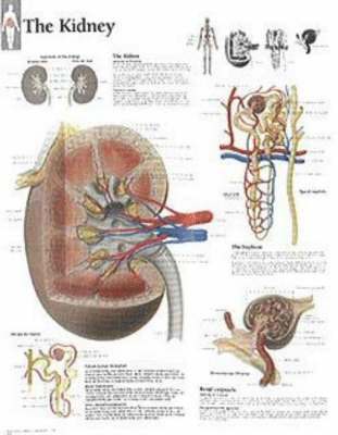 bokomslag The Kidney Chart