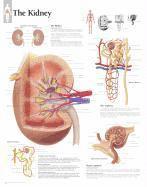 bokomslag The Kidney Chart