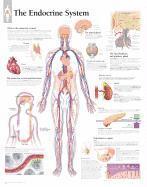 bokomslag The Endocrine System Chart