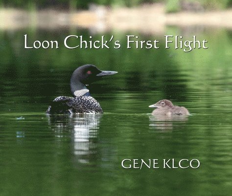 Loon Chick's First Flight 1
