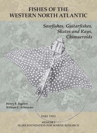 bokomslag Sawfishes, Guitarfishes, Skates and Rays, Chimaeroids