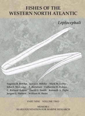 Leptocephali 1