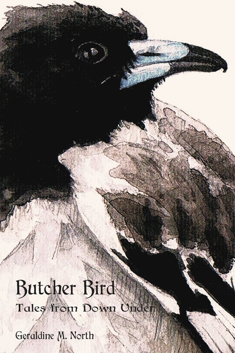 Butcher Bird 1