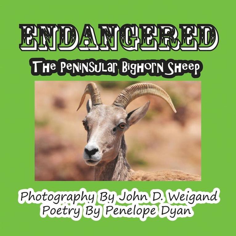 Endangered--The Peninsular Bighorn Sheep 1