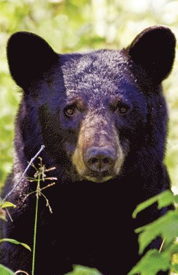 Black Bear Portrait Blank Journal, Inbunden