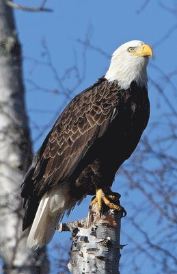 Eagle Perched Blank Journal, Inbunden