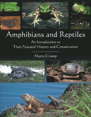 Amphibians & Reptiles 1