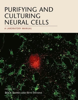 Ben A Barres, Beth Stevens, Ben A Barres, Beth Stevens - Purifying and Culturing Neural Cells, Häftad
