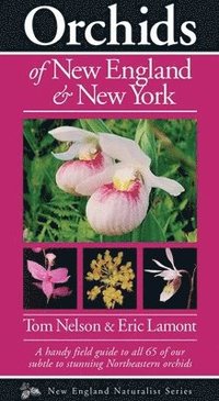 bokomslag Orchids of New England & New York