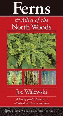 Joe Walewski - Ferns & Allies of the North Woods, Häftad