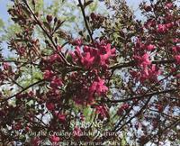 bokomslag Spring in the Creasey Mahan Nature Preserve