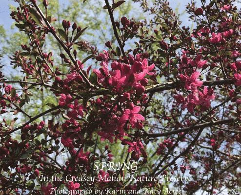 Spring in the Creasey Mahan Nature Preserve, Inbunden
