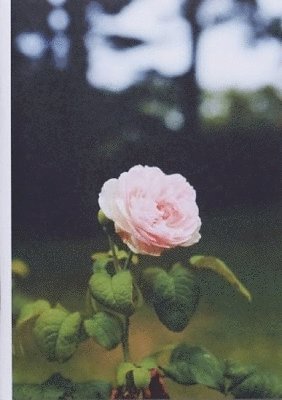 28 Photographs for Newtown, CT